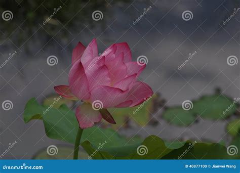 Flor Rosada Del Lirio De Agua Foto De Archivo Imagen De Flores Rosa