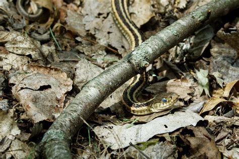 Garter Snake Judging By Its Milky Eyes And Lethargy Im G Flickr