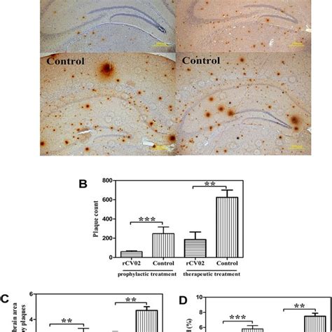 Vaccination with rCV02 significantly reduced the Aβ plaques in brains