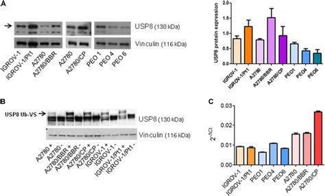 The Deubiquitinase USP8 Regulates Ovarian Cancer Cell Response To