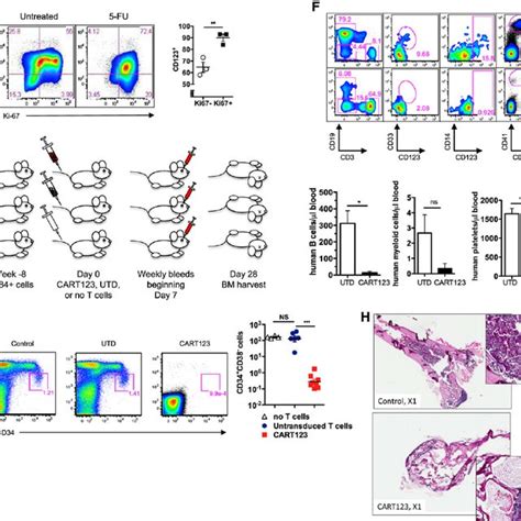 Cart123 Cells Manifest Multiple Effector Functions Upon In Vitro