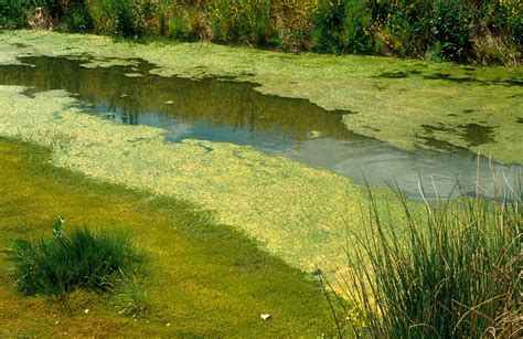 Algae: Pond Scum or Essential? - Watersheds Canada – Work, Live & Play ...