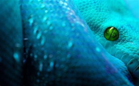 Cool Snake Backgrounds - Wallpaper Cave