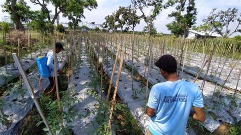 Pembinaan Kemandirian Lapas Terbuka Kendal Ajari Wbp Budidaya Tomat