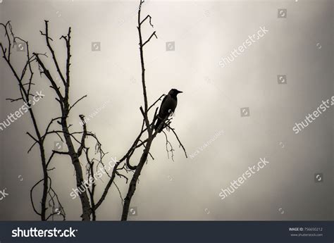 Raven Sitting On Top Pine Tree Stock Photo 756650212 | Shutterstock