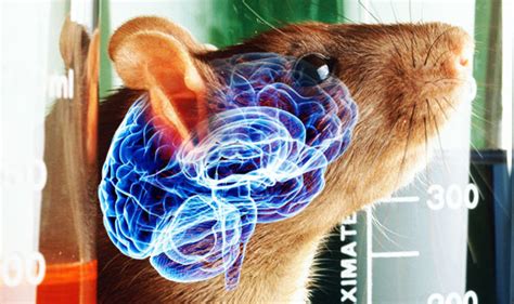 Rats With Human Brains Ethical Nightmare Of Lab Built Rodent Hybrids