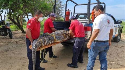 Oaxaca Capturan Enorme Cocodrilo En Puerto Escondido Para Liberarlo En