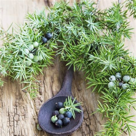 10 COMMON JUNIPER Juniperus Communis SEEDS Yard, Garden & Outdoor ...