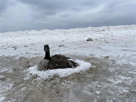 Firefighters rescue goose frozen to wet sand at Indiana Dunes State Park