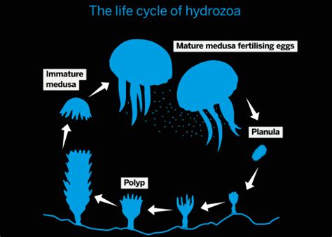 the immortal jellyfish | Jellyfish, Everlasting life, Immortal