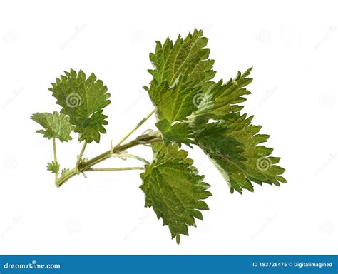 Stinging Nettle Plant Branch On White Stock Image Image Of Flora