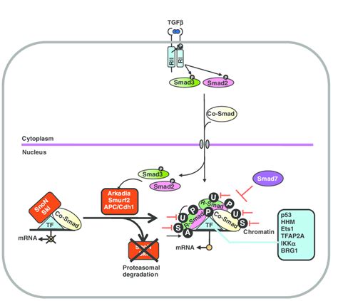 Regulation Of The Nuclear Smad Complex Following Tgf Receptor