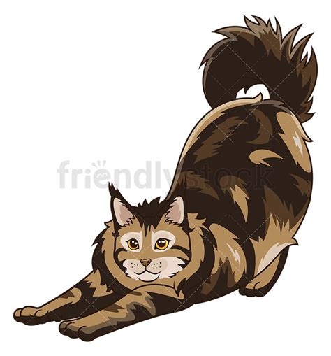 Maine Coon Cat Estiramiento Cartoon Clipart Vector Friendlystock The