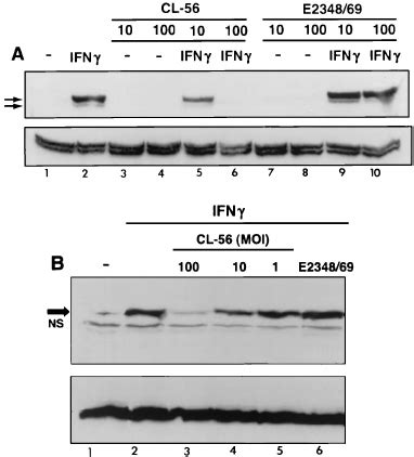 EHEC Infection But Not EPEC Infection Prevents IFN Stimulated