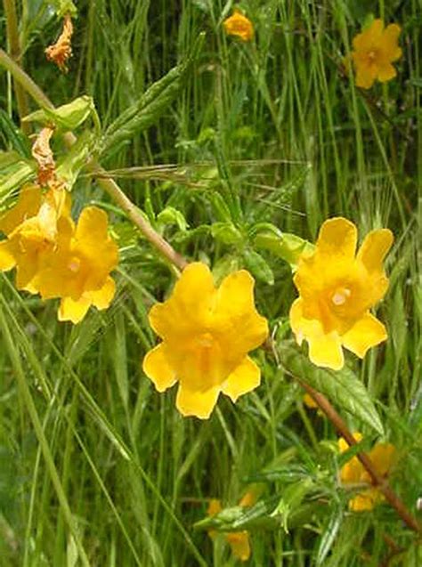 Mimulus Jelly Bean Gold Ppaf Diplacus Monkeyflower Goldorange