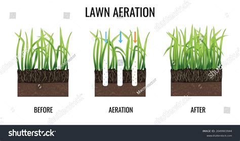 3 Grass Before After Poster Images, Stock Photos & Vectors | Shutterstock