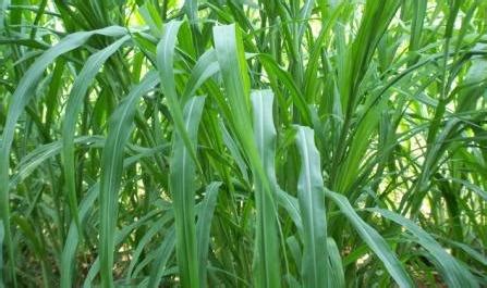 Green Fodder Production Information Guide | Agri Farming