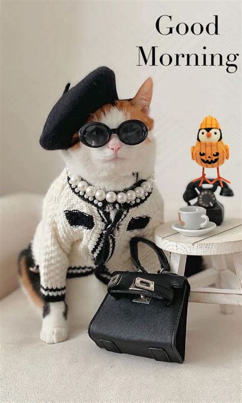 A Cat Wearing Sunglasses And A Hat Sitting Next To A Purse On A White Couch