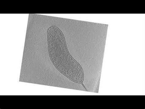 The Atlas Of Bacterial And Archaeal Cell Structure Youtube