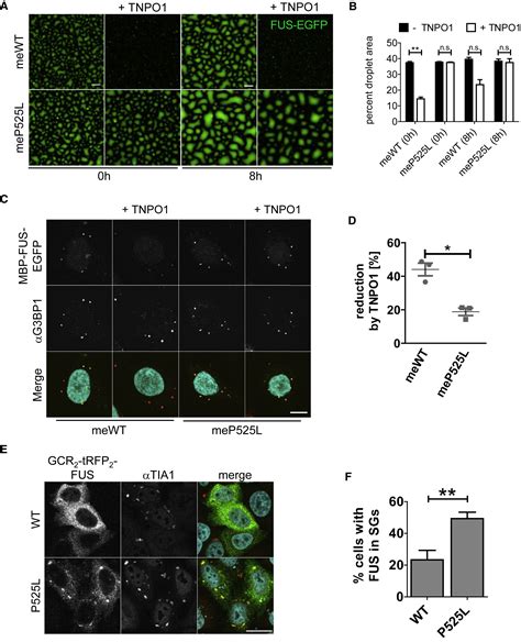 Phase Separation Of Fus Is Suppressed By Its Nuclear Import Receptor