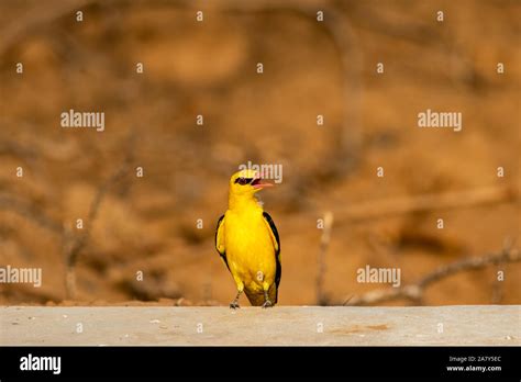 Indian Golden Oriole Or Oriolus Kundoo Beautiful Bird In The Oriole