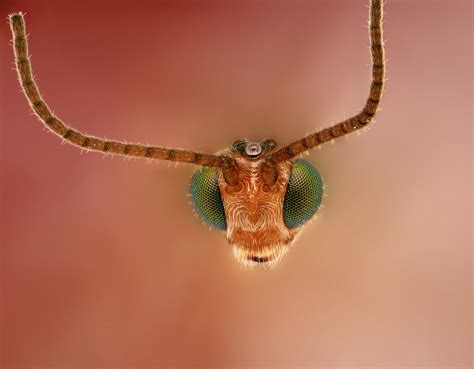 Fondos de pantalla Ojos fotografía insecto cabeza Avispas fauna