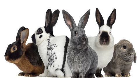 Rabbit Breeds With Complete Information Guide A to Z | PetsHoods