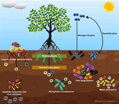 Soil Microbes