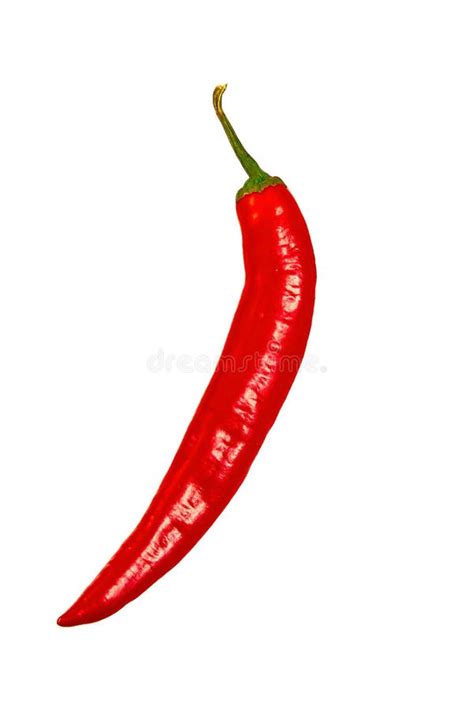 Red Hot Pepper String Isolated On White Background Clipping Path Vertical Shot Stock Image