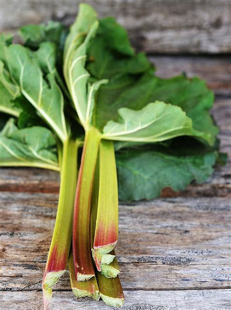 Rhubarb Victoria Degroot