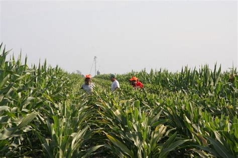 Productos orgánicos Qué son Cuáles son sus beneficios y Cómo se