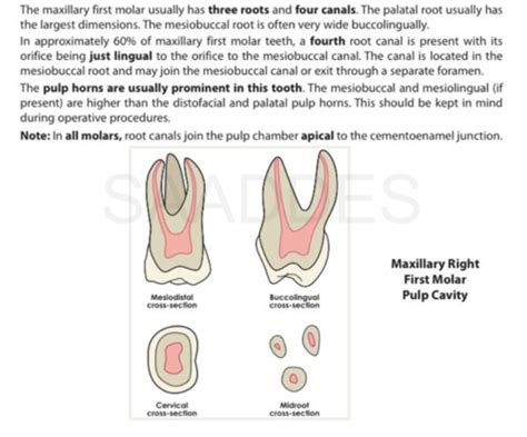 Viet Deck Dental Anatomy/Occlusion-- Molar Teeth Information Flashcards | Quizlet