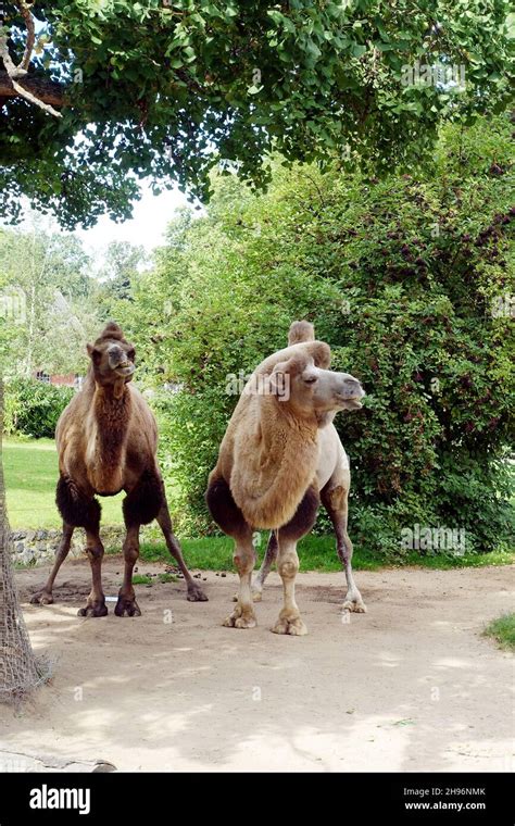 Trampeltier Camelus ferus auch Zweihöckriges oder Baktrisches Kamel