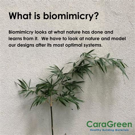 Biomimicry and Building Materials - What You Need to Know - CaraGreen