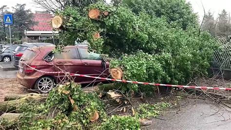 Alberi Caduti In Strada E Sulle Auto Il Maltempo Fa Danni A Peschiera