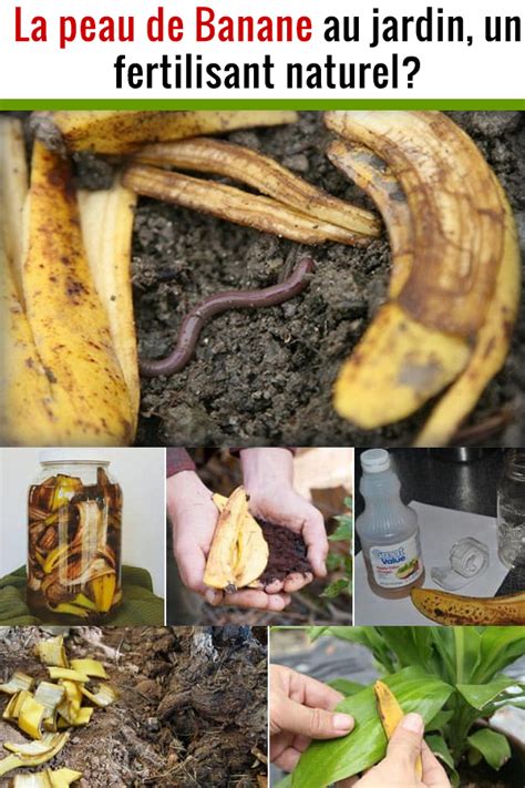 La Peau De Banane Au Jardin Un Fertilisant Naturel Peau De Banane