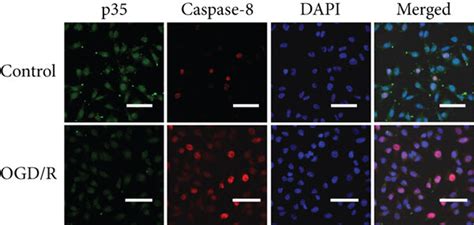 Modulation Of Caspase Activation By The Mir P Capn Interaction