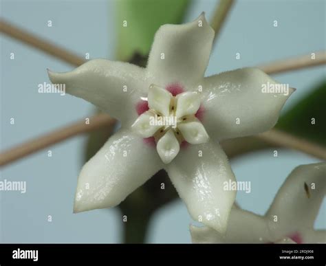 Hoya Australis Wax Flower Porcelain Flower Stock Photo Alamy