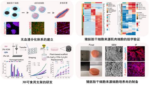 中国农业大学生物学院 科研进展 Nat Commun 韩建永教授团队创建猪胚胎干细胞来源细胞培养肉高效制备体系