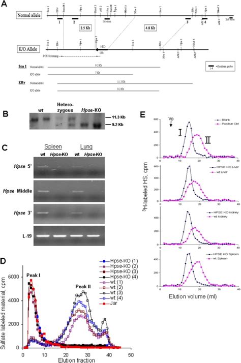 A Structure Of The End Of The Heparanase Hpse Gene Top Normal