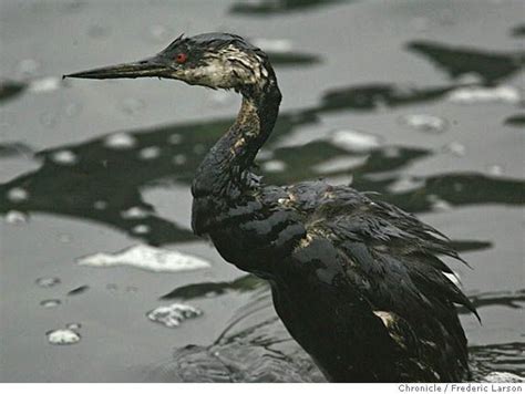 Birds In Oil Spills Oil Pollution Oil And Gas Oils