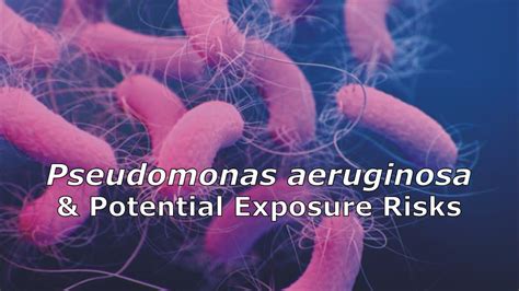 Pseudomonas Aeruginosa And Potential Exposure Risks Youtube