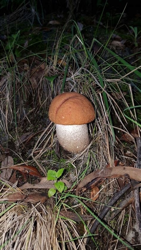 Leccinum From Parque Nacional Volc N Iraz Sector Prusia By Carolina