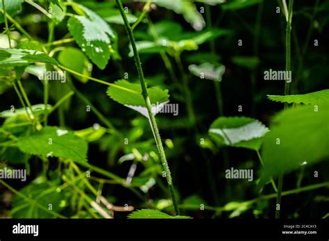 Cause Nettle Rash Common Stinging Hi Res Stock Photography And Images