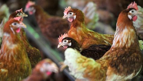 Geflügelpest bei einem Wildvogel in SH nachgewiesen NDR de