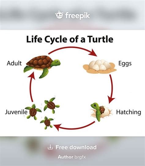 Free Vector Diagram Showing Life Cycle Of Sea Turtle Life Cycles