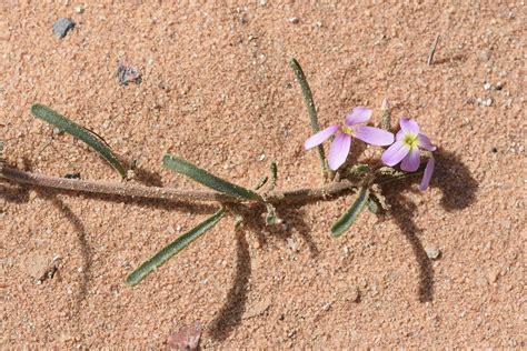 Eremobium Aegyptiacum Var Lineare Delile Zohary Plants Of The