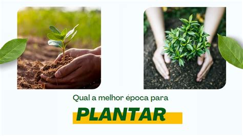 Qual A Melhor Poca Para Plantar Silvestre Tratores