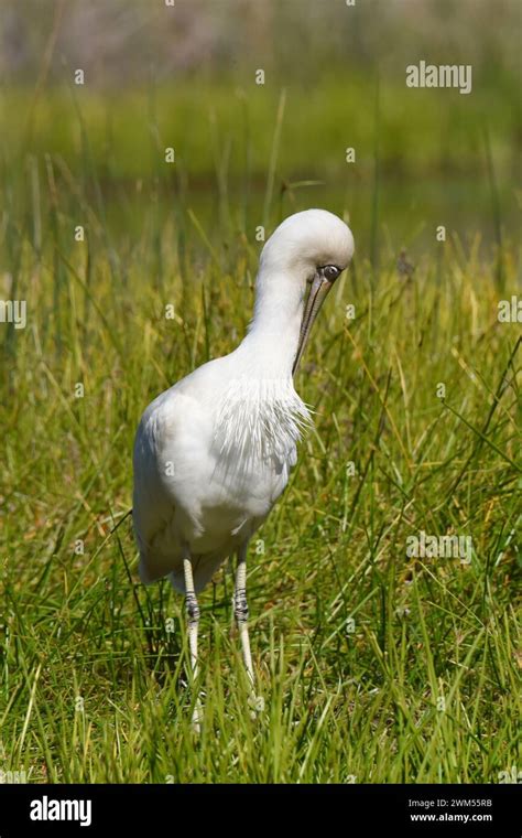 Yellow Billed Spoonbill Platalea Flavipes Stock Photo Alamy