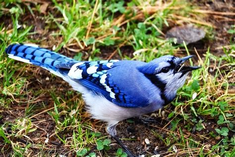 Free Blue Jay Nature Images Pixabay